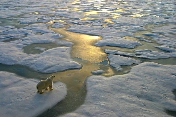 Polar bear on ice close to golden glittering water Polar bear on a wide surface of ice in the russian arctic close to Franz Josef Land.The light a arctic ocean photos stock pictures, royalty-free photos & images