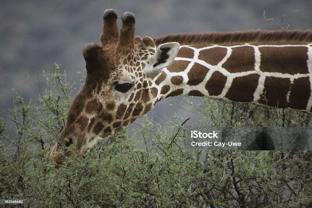 Recticulated alimentação de girafas - Foto de stock de Acácia royalty-free