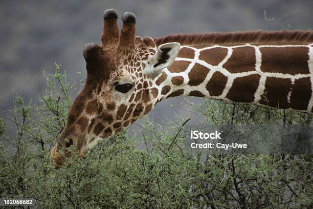 Foto de Recticulated Alimentação De Girafas e mais fotos de stock de Acácia - Acácia, Alimentar, Animais de Safári