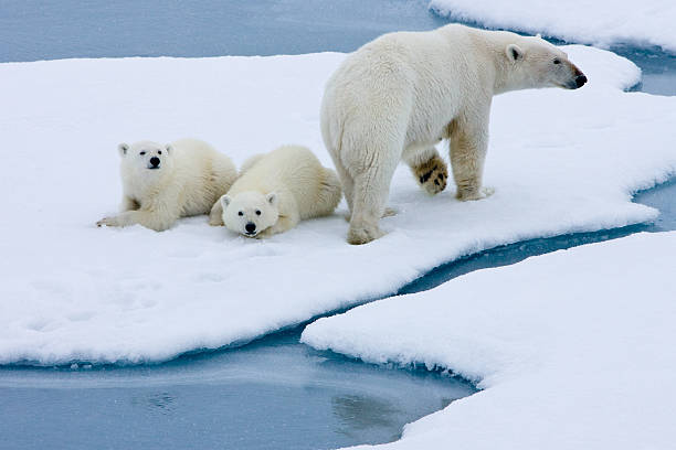 orso polare madre con due cubs su pack - polar bear arctic global warming ice foto e immagini stock