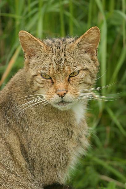 moody gato bravo/gato selvagem - hurricane felix imagens e fotografias de stock