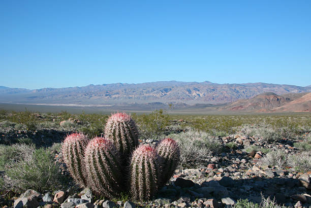 istock Cotton Tops - Death Valley National Park 182068808