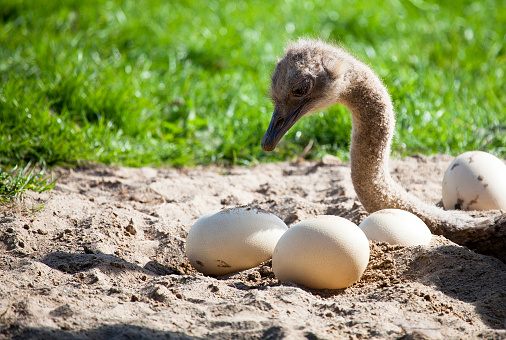 ostrich protecting her eggs