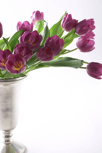 Fioletowe Tulipany V – zdjęcie