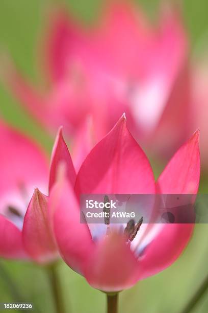 Alpine Tulipani Morbido - Fotografie stock e altre immagini di Composizione verticale - Composizione verticale, Fiore, Fiore singolo