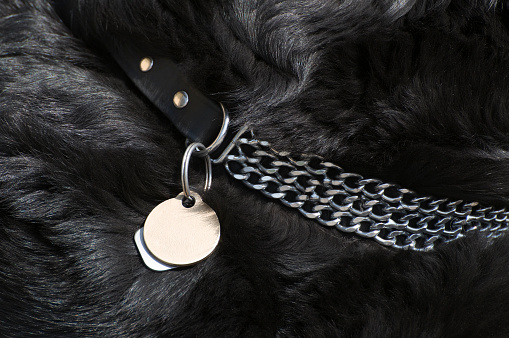 Dog collar with copy space on dog tag