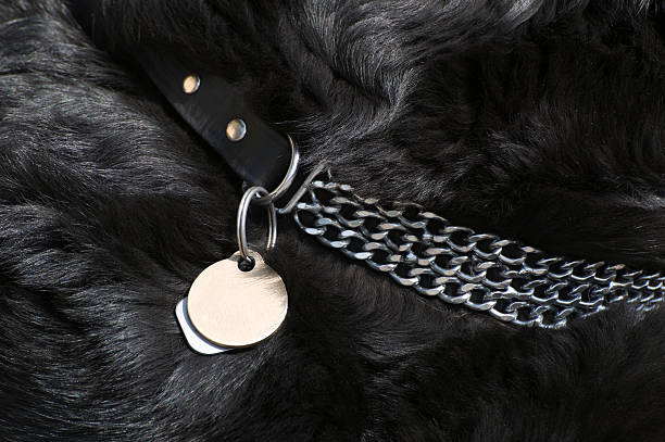 Dog collar with identification tags on black dog stock photo