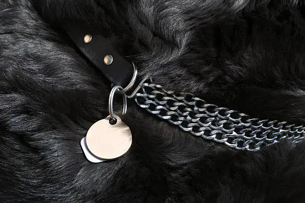 Dog collar with copy space on dog tag