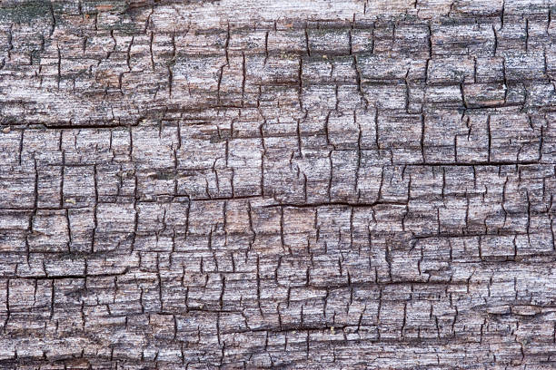 Tree Texture stock photo