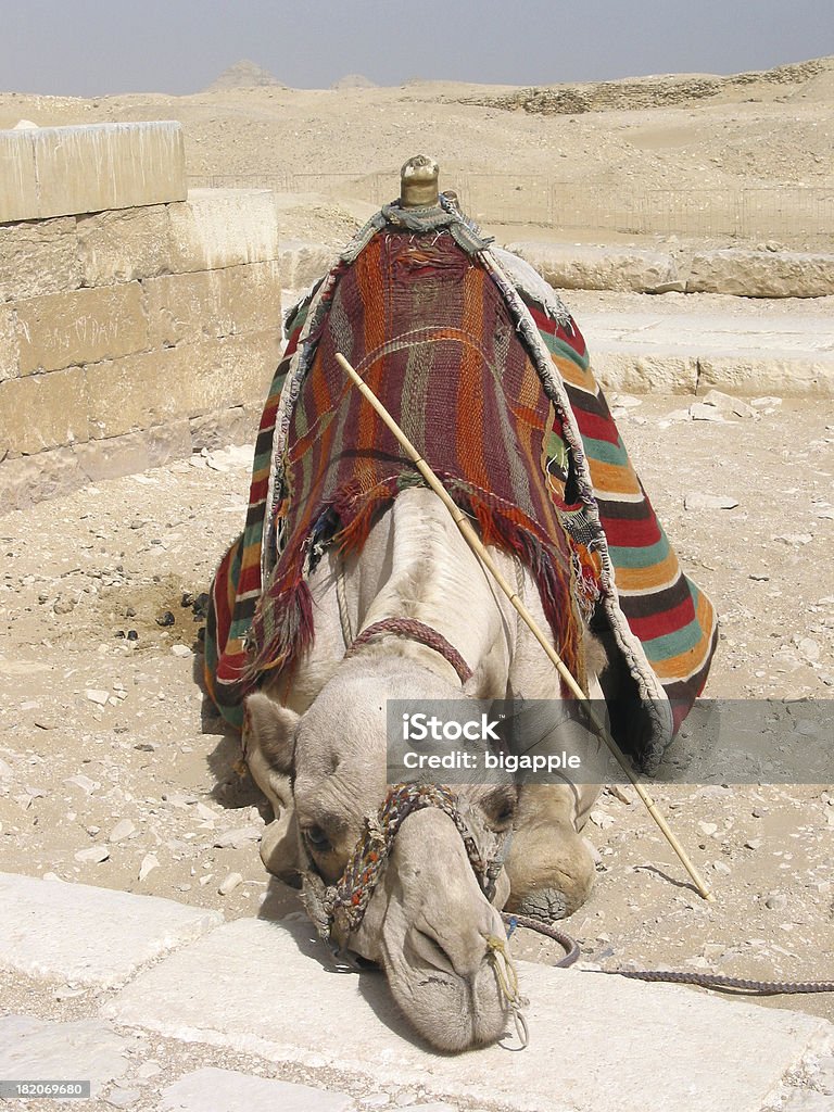 Camel taking a break a Camel taking a break - photographed in Giza Animal Stock Photo