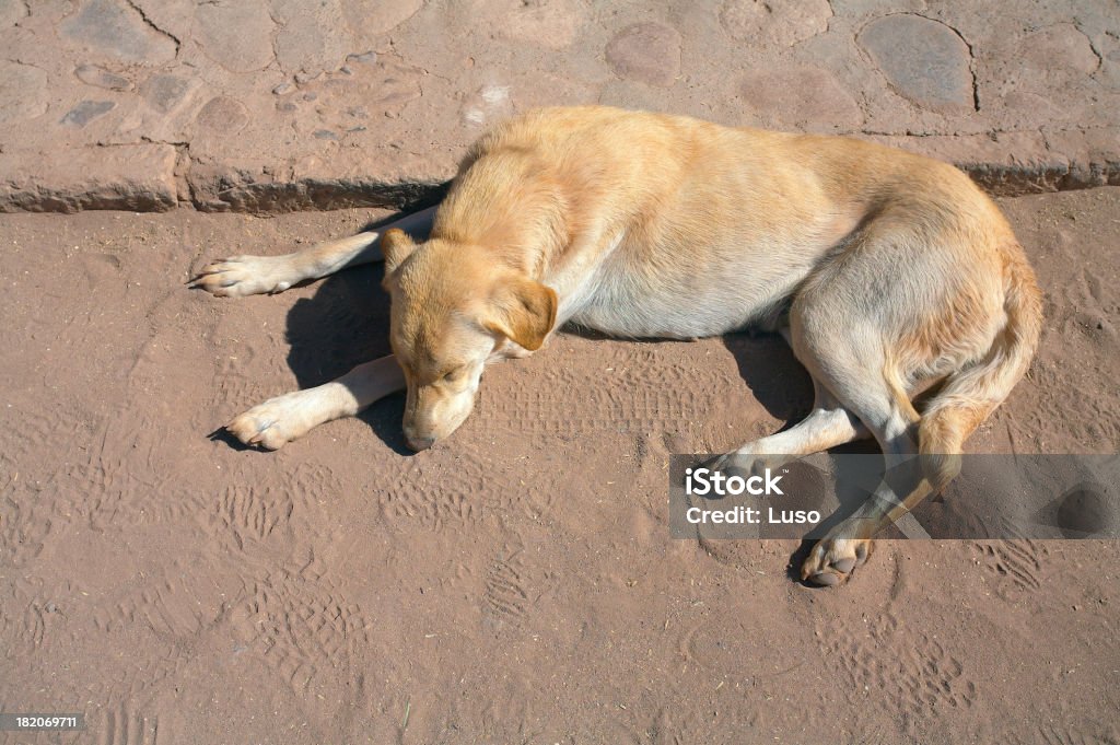 Strada cane-abbandono - Foto stock royalty-free di Abbandonato