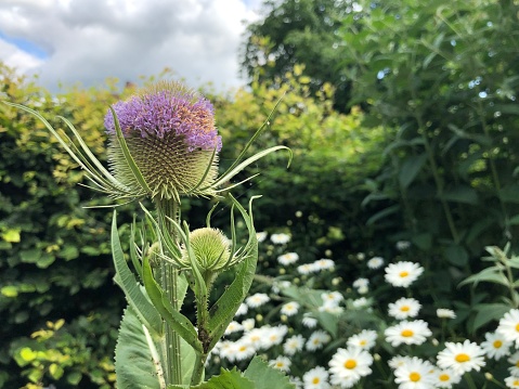 Wild Teasel - Dipsacus fullonum in flower in summer in a garden, England, United Kingdom