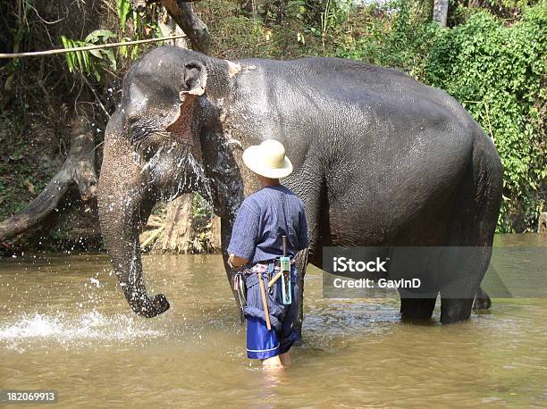 India Asiática Elefante Bañándose Senfría Por Mahout En Río Foto de stock y más banco de imágenes de Adulto