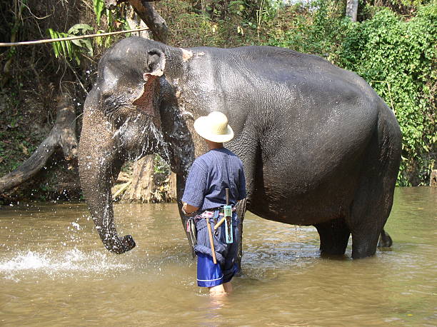 istock Indian Asian elephant bathing being cooled by mahout in river 182069913