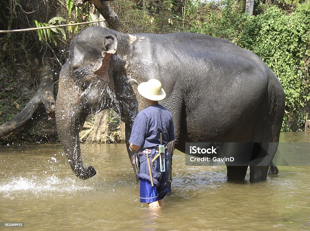 Индийский Азиатский Слон, купающийся, охлаждение, в Ривер mahout - Стоковые фото Азиатская культура роялти-фри