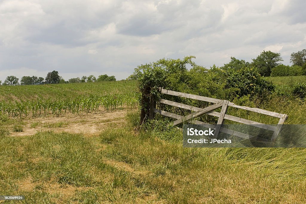 Aumento de maíz - Foto de stock de Agricultura libre de derechos