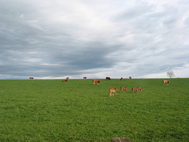 brown cows in green field with cloudy sky