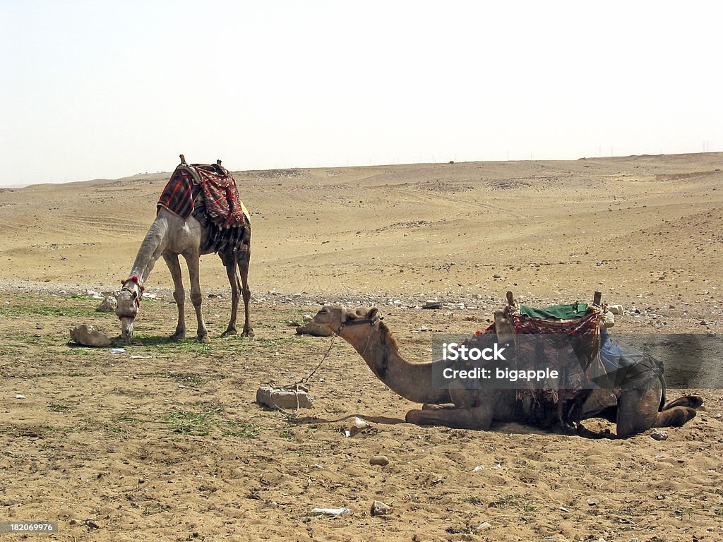 Resting Camels - Giza, Egypt "Resting Camels - Giza, Egypt" Ancient Stock Photo