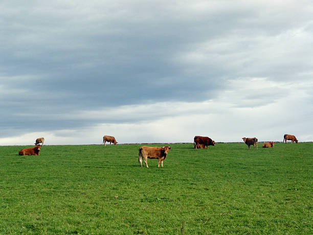 istock brown cows in green field under cloudy sky 182070030