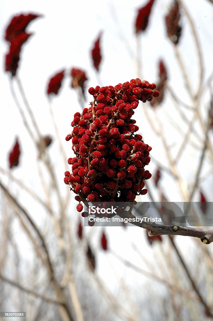 Red Pflanzensamen Pod - Lizenzfrei Ast - Pflanzenbestandteil Stock-Foto