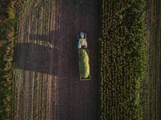 istock aerial view corn harvester chop green silage for cattle blown to wagon pulled by tractor in field 1820710878