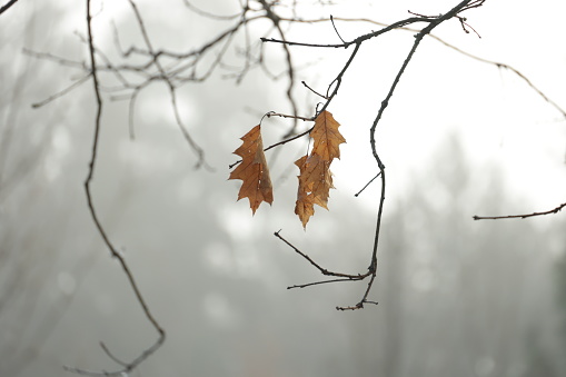 Oak leaves hang from a branch on a foggy morning. Background shows an urban forest in Surrey, British Columbia.