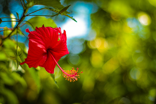 The beautiful red hibiscus flower, with the Latin name Hibiscus rosa-sinensis comes from East Asia