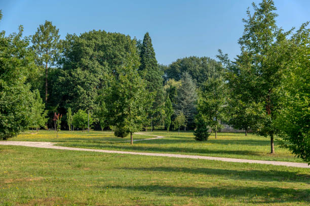 красивый пейзаж в парке с деревьями и зеленой травой - sky sun grass tree стоковые фото и изображения