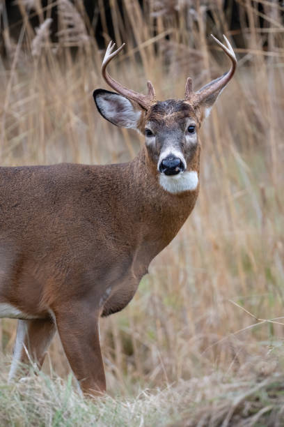 istock White-tailed deer or Virginia deer, male animal looking at camera 1820737144