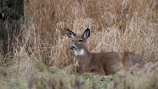 White-tailed deer, odocoileus virginianus, in fall. Parc national des Iles-de-Boucherville near Montreal and Longueuil.