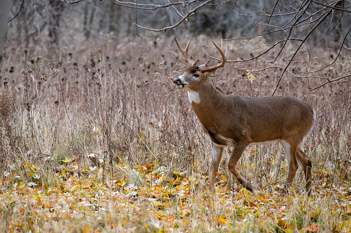 White-tailed deer, odocoileus virginianus, in fall. Parc national des Iles-de-Boucherville near Montreal and Longueuil.