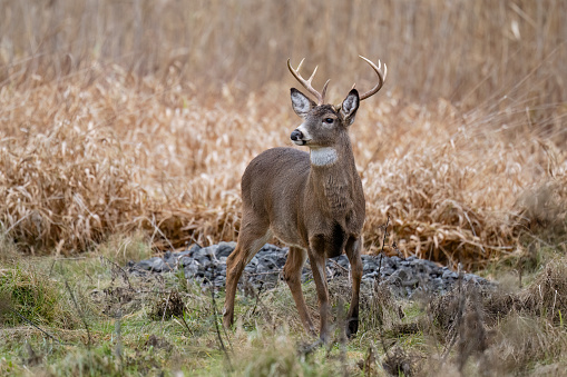 White-tailed deer, odocoileus virginianus, in fall. Parc national des Iles-de-Boucherville near Montreal and Longueuil.