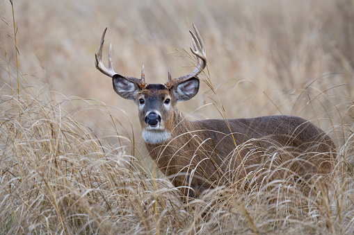 Red deer stag between ferns in autumn forest.