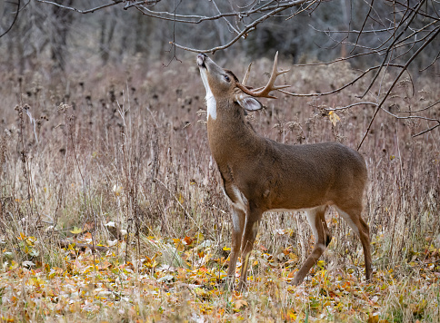 White-tailed deer, odocoileus virginianus, in fall. Parc national des Iles-de-Boucherville near Montreal and Longueuil.