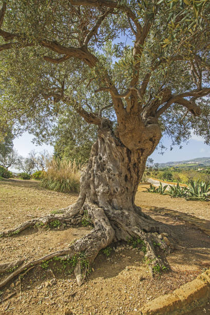 The olive, known by the botanical name Olea europaea, meaning \