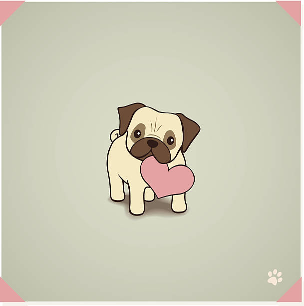 Pug with love to give Pug holding Heart Shape card in his month. pug stock illustrations