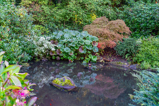A view of a pond and fall leaves at Kubota Gardens in Seattle, Washington.