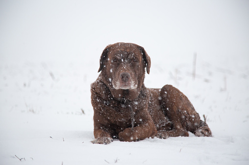 portrait of a lying brown labrador retriever in the heavy snowfall with snowflakes on it, during the hunt