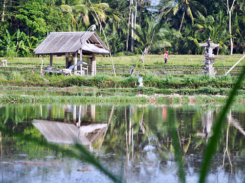 Horizontal landscape photo of two distant farmers walking through their rice fields near a traditional bamboo, thatched roof, shelter that is reflecting onto the calm waters of a pond. Coconut trees on the horizon, near Ubud, Bali. 20th December, 2019.