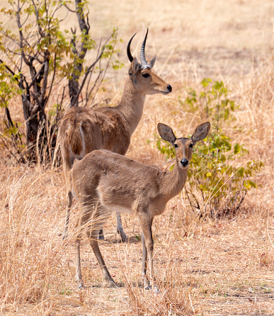 The southern reedbuck or common reedbuck (Redunca arundinum)  is a diurnal antelope found in southern Africa