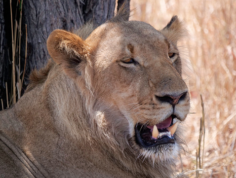 Male lion roaring in Werribee open range zoo Victoria Australia