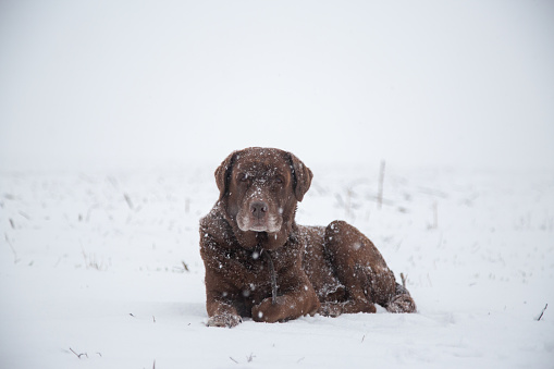 portrait of a lying brown labrador retriever in the heavy snowfall with snowflakes on it, during the hunt