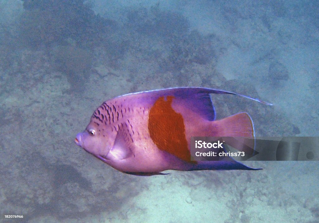 snorkeling nel Mar Rosso - Foto stock royalty-free di Animale