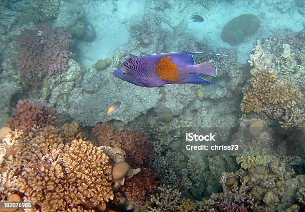 스노클링 레드 바다빛 0명에 대한 스톡 사진 및 기타 이미지 - 0명, 다중 색상, 동물