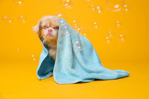 istock Cute Pekingese dog wrapped in towel and bubbles on orange background. Pet hygiene 1820770310