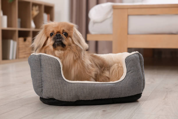 Cute Pekingese dog on pet bed in room