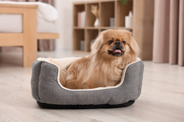 istock Cute Pekingese dog on pet bed in room 1820770450