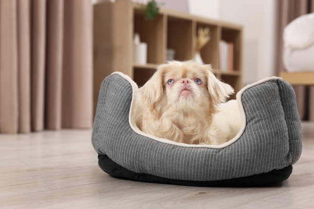 istock Cute Pekingese dog on pet bed in room 1820770468