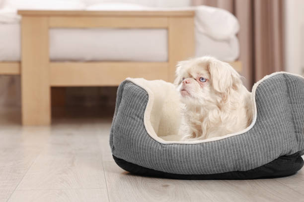 istock Cute Pekingese dog on pet bed in room, space for text 1820770477