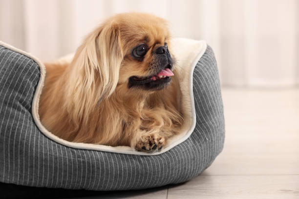 istock Cute Pekingese dog on pet bed in room 1820770478